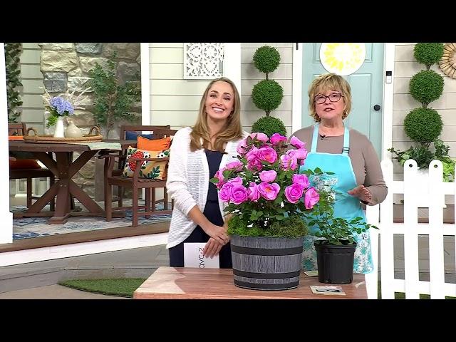 Girl Next Door 1-Piece Scentables Rose Live Plants on QVC