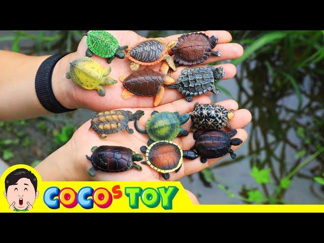 I hatched suspicious eggs (Various turtles)｜Animals name, Kidstoon｜CoCosToy