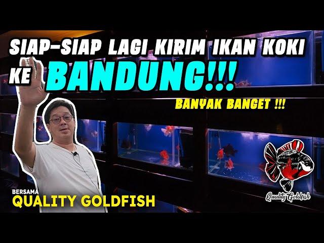 SIAP-SIAP KIRIM IKAN KOKI KE RUMAH COSTUMER DI BANDUNG !!!