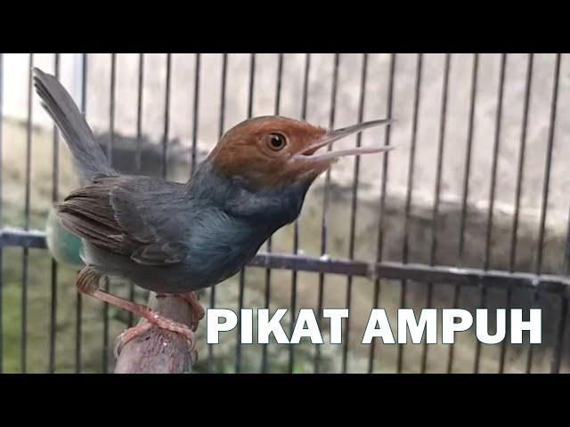 Burung Prenjak tamu GACOR terbukti ampuh untuk pikat masteran pernjak bahan agar bisa cepat bunyi