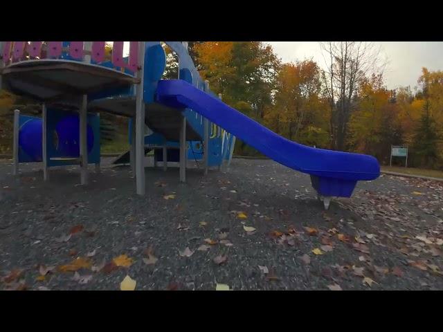 Soaring Through Golden Hues of Fall , Margaret Bowater Park , Newfoundland Canada