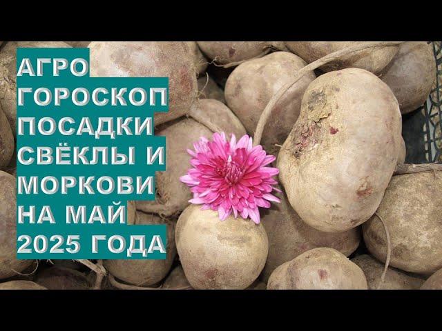 Благоприятные Дни Для Посадки Моркови и Свеклы в мае 2025