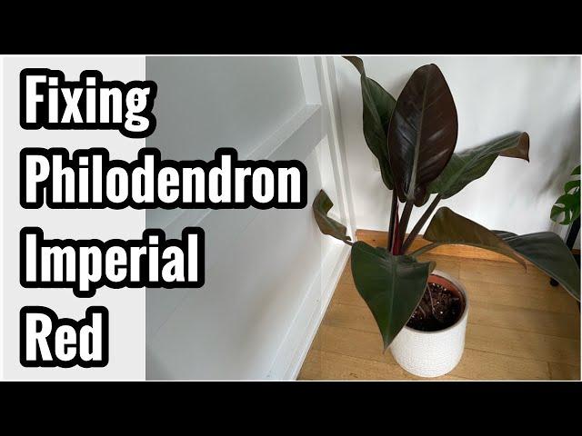 How to fix bent stem philodendron imperial red