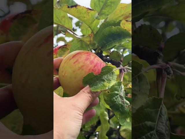 Snackin on this Freshly pick a-fall in a rainy day