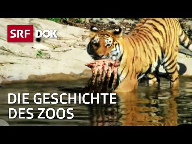 Der Zoo und seine Geschichte in der Schweiz | Zoo Zürich & Zoo Basel | Doku | SRF Dok