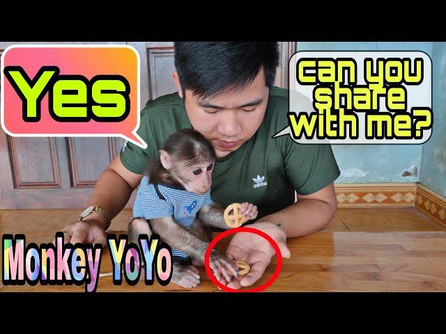 Monkey YoYo JR shares food with his Dad | Monkey Baby YoYo