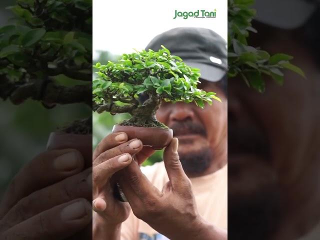 Tips Perawatan Bonsai Mame #bonsai #trending #trendingshorts