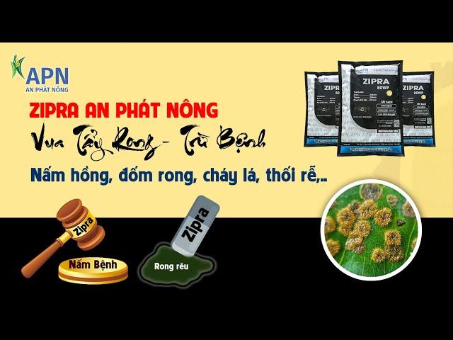 APN - VUA TẨY RONG VÀ TRỪ BỆNH ZIPRA AN PHÁT NÔNG | HOẠT CHẤT MỚI QUÁ NGON