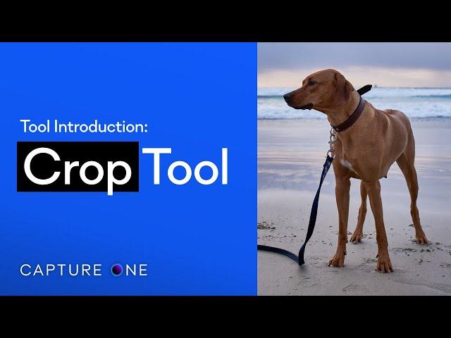 Capture One 21 Tool Introduction | Crop Cursor Tool