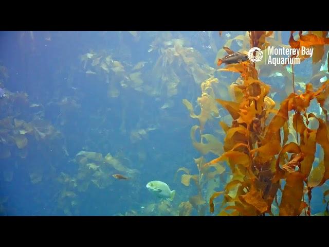 Kelp Cam and Carry On! | Monterey Bay Aquarium Kelp Forest Live Cam