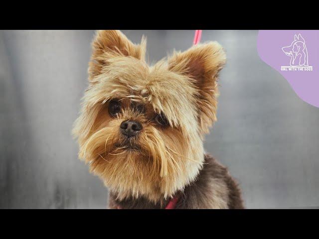 The Owner Warned Me He's A Spicy Jalapeño | Yorkshire Terrier