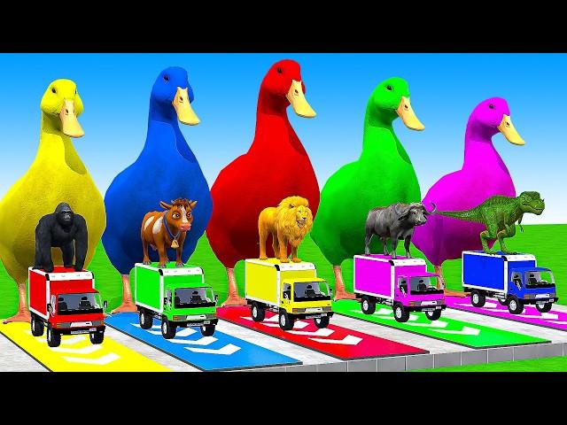 5 Giant Duck Cartoon, Cow, Mammoth, Elephant, Lion, Paint Wild Animals Crossing Fountain Animation