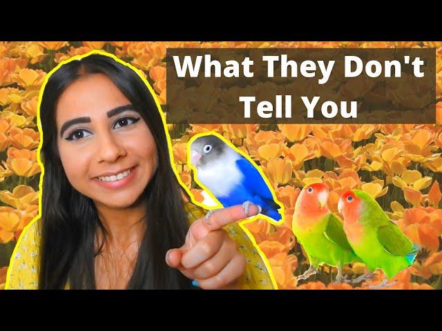 THE ULTIMATE LOVEBIRD CARE GUIDE 2020 | How to Take Care of a Lovebird