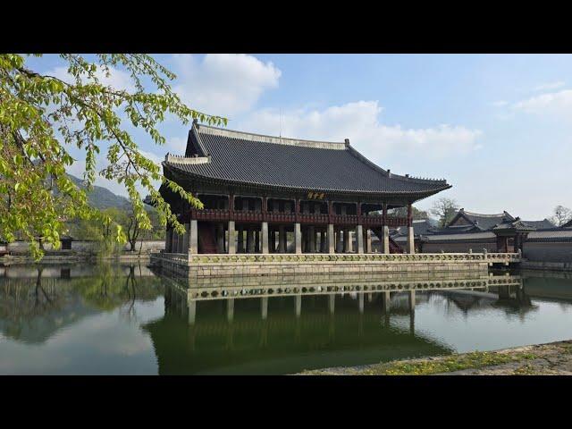  광화문의 봄🩵 경복궁에서 창덕궁까지 걷기 Gyeongbokgung Palace in Seoul, Korea️