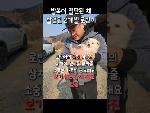 발목이 절단된 채 발견된 2개월 아기 #강아지#반려견#유기견#임보#입양#가족#사지말고입양하세요#pet#dog#puppy#family#adoption