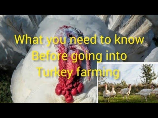 Turkey Rearing 101: Essential Tips and Must-Knows Before Starting Your Flock!" #turkeyfarming