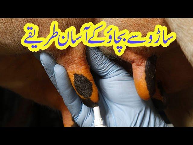 mastitis in dairy cows II how to prevent mastitis II farming tips II