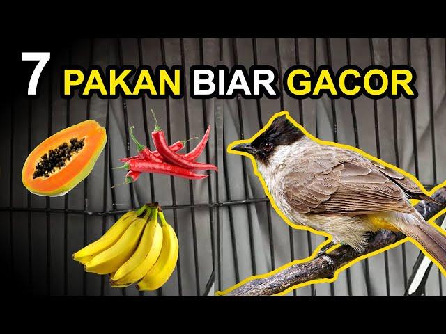 7 Makanan Burung KUTILANG Agar CEPAT GACOR dan Cara Pemeberiannya