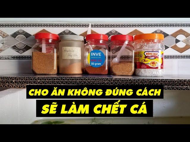 CHO CÁ ĂN ĐÚNG CÁCH, BẠN ĐÃ BIẾT CHƯA? | Nhật ký nuôi cá bảy màu #33