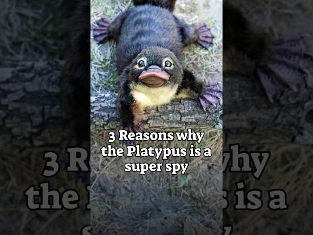 3 Reasons why the Platypus is a Super Spy