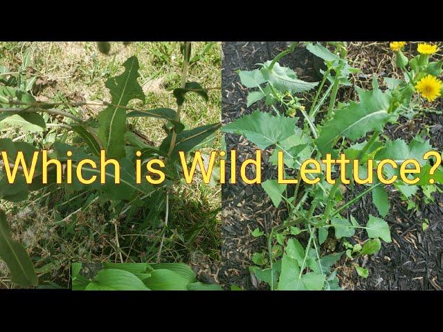 Prickly lettuce /Sow thistle and how to tell the difference