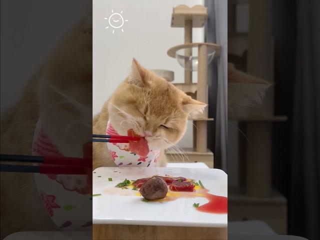 Cutie Cat Eating ASMR Part 9 #catsoftiktok #eatingasmr #cateatingasmr #viral