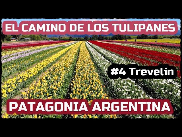 TULIPANES  DE TREVELIN Patagonia Argentina 