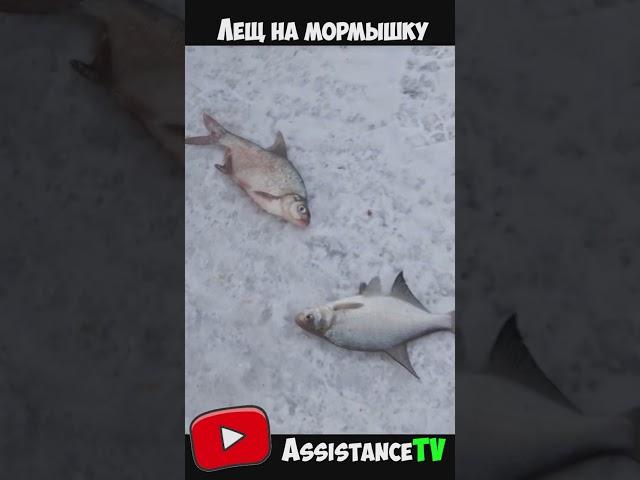 Лещ на мормышку! Рыбалка зимой на мормышку! Ловля леща