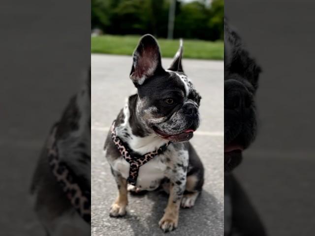 #собака #diy #собаки #frenchie #животные #outfit #топ #влог #pie #выбирашки #эдит #тренд