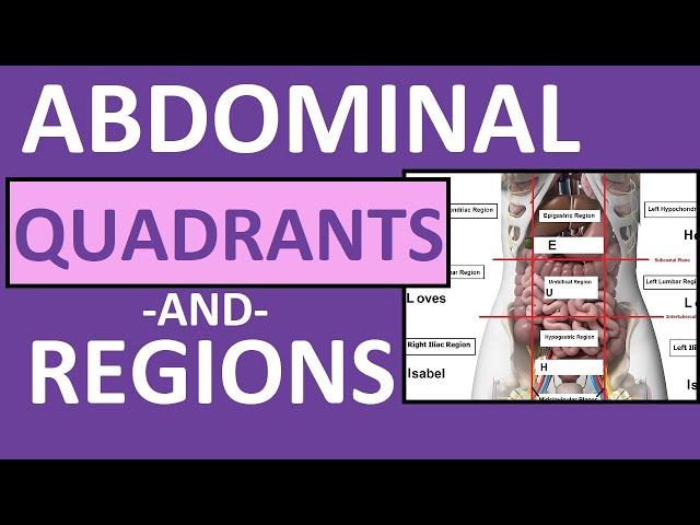 Four Abdominal Quadrants and Nine Abdominal Regions - Anatomy and Physiology