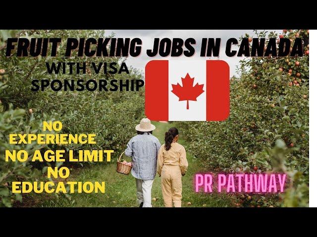 Exploring Fruit Picker and Harvesting Jobs in Canada: Visa Sponsorship & Direct Hiring Opportunities