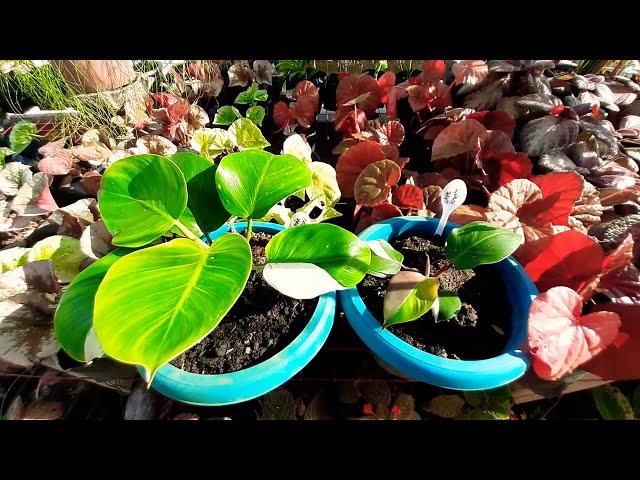 Philodendron White Wizard vs Philodendron White Knight