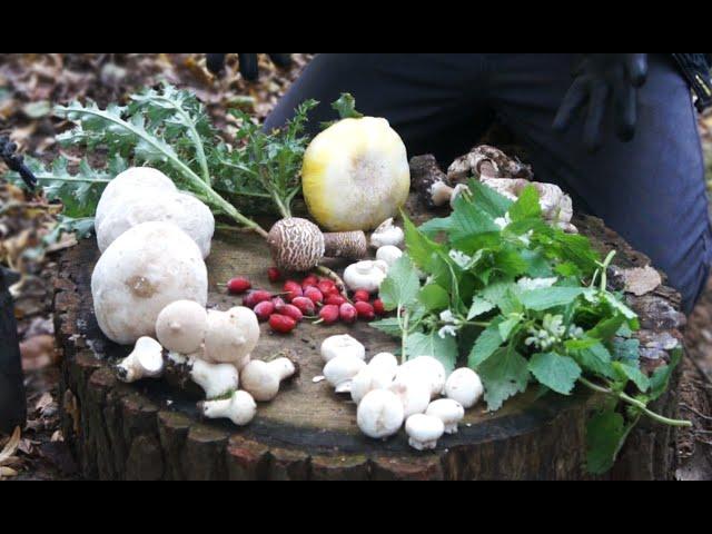 CampAesthetics 12 - Wild Food, Fire & Fungi (Wild Camping UK)