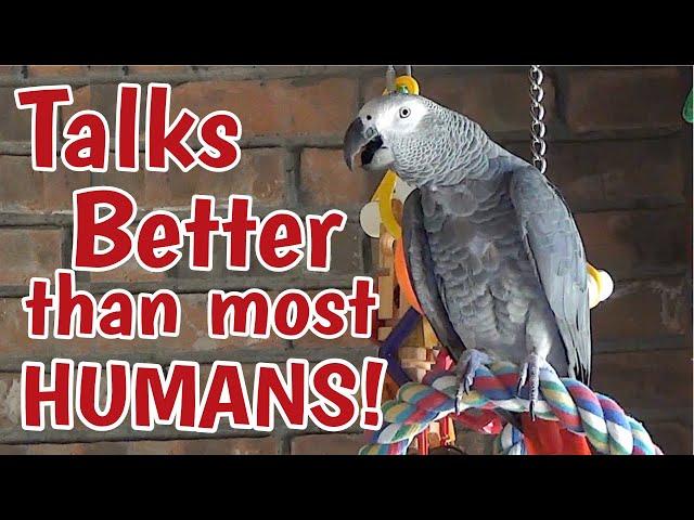 Einstein Parrot can talk better than most humans