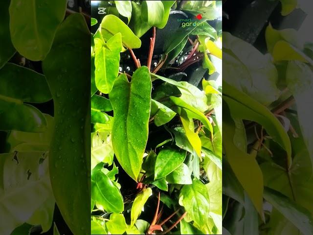 Apartment's Terrace Vertical Bio Wall  or living Bio Wall 48 sqft. Total Works