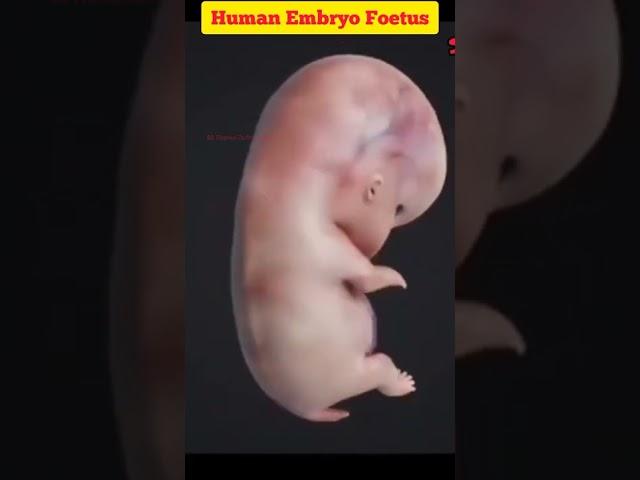 Human Embryo Development  ️ in Animation || Embryology