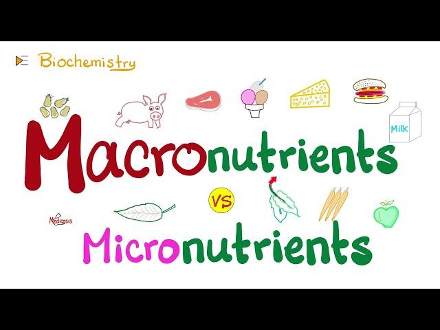 Macronutrients vs Micronutrients…What’s the difference?   | Diet & Nutrition