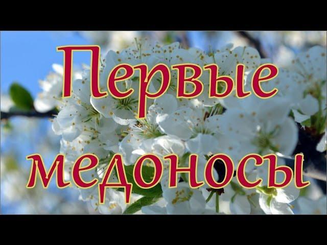 Весенние медоносы