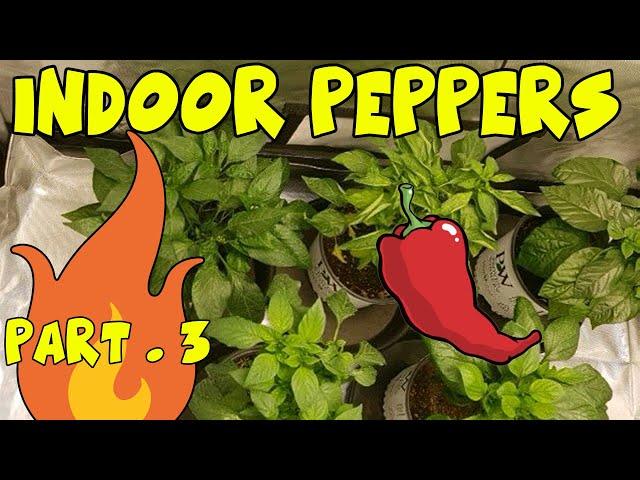 Growing HOT PEPPERS Indoors - Part 3 - Removing Flowers