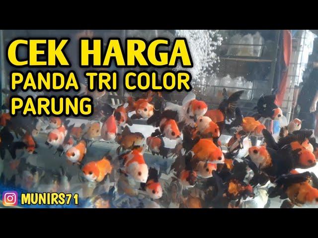 KIOS IKAN KOKI PASAR PARUNG || PANDA TRI COLOR || ORANDA BLACK