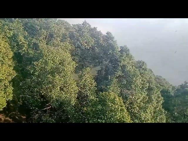 Aerial survey of Forest