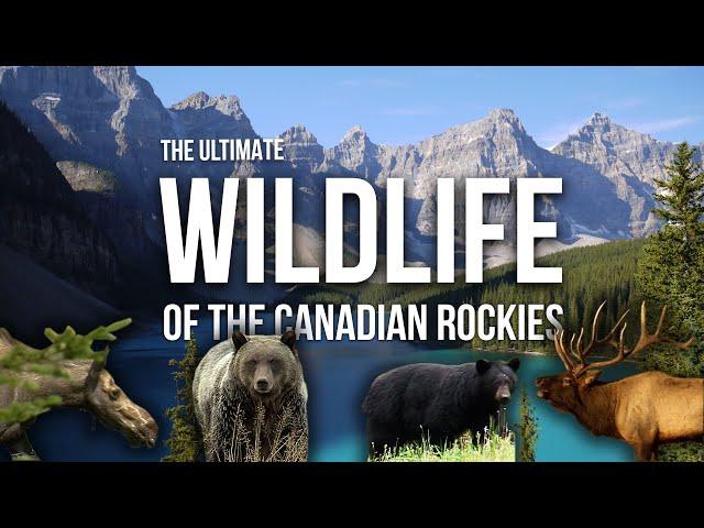 The Ultimate Canadian Wildlife Documentary: Grizzly Bears, Moose, Elk and More in the the Rockies