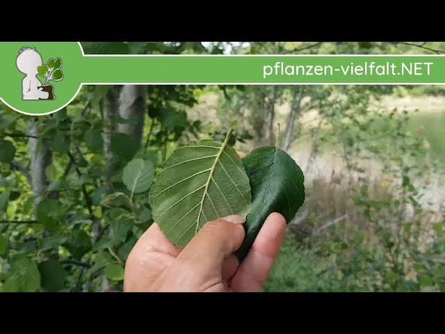Grau-Erle - Blatt/Blätter - 09.05.18 (Alnus incana) - Bäume (Blätter) bestimmen