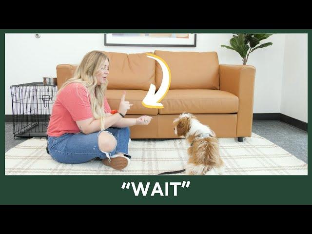 Teach Your Dog "WAIT" [Video 9/14]