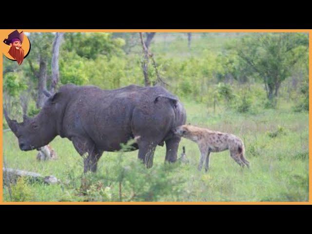 12 Times Hyenas Messed With The Wrong Animals