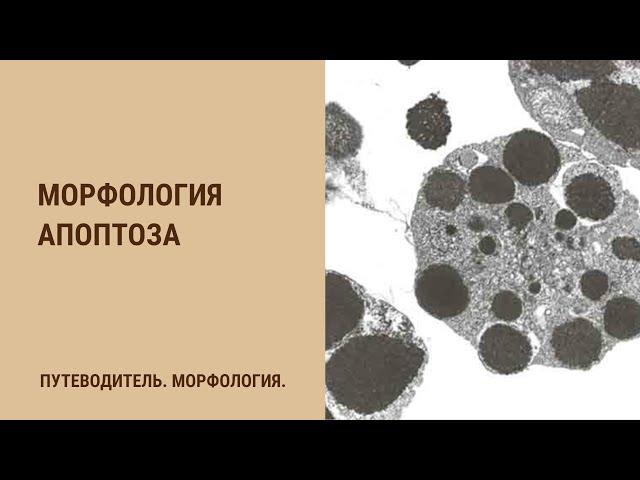 Морфология апоптоза