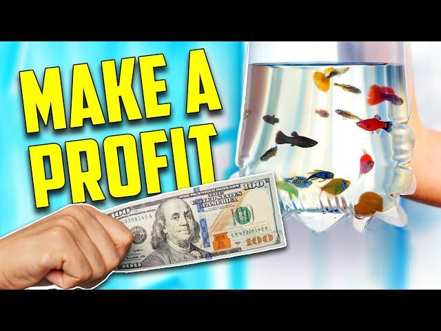 How To Make The Most Money Breeding & Selling Aquarium Fish