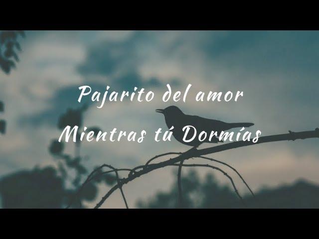 Carla Morrison - Pajarito del amor (letra)