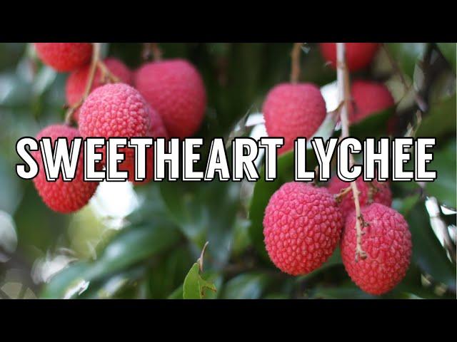 Sweetheart Lychee tree