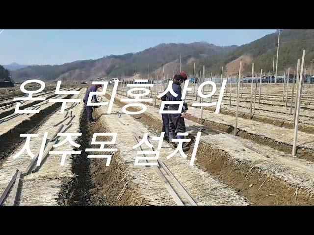 온누리홍삼의 인삼 지주목 설치